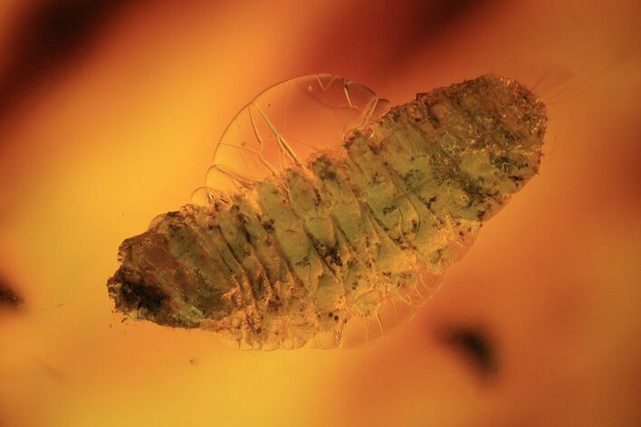 Detailed Fossil Beetle Larva (Coleoptera) In Baltic Amber #102751